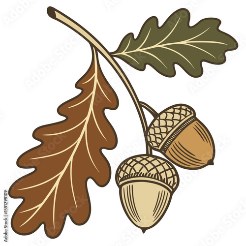 Illustration of an oak branch with two leaves and one acorn hanging down in a detailed drawing style