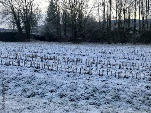 Wallpaper Mural crops covered with snow from the last snowfall Torontodigital.ca