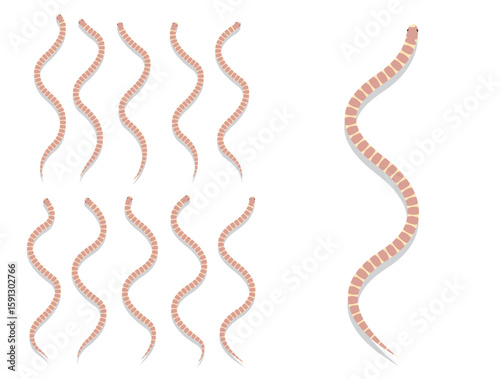 Snake California Kingsnake Lavender Animal Animation Sequence Cartoon Vector