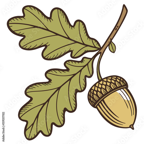 Illustration of an oak branch with two leaves and one acorn hanging down in a detailed drawing style