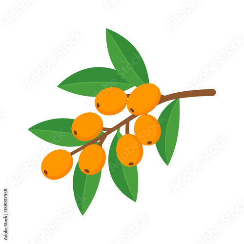 A single branch of sea buckthorn with ripe, oval orange berries and pointed green leaves.