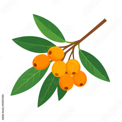 Vector illustration of a sea buckthorn branch with vibrant orange berries and green leaves.