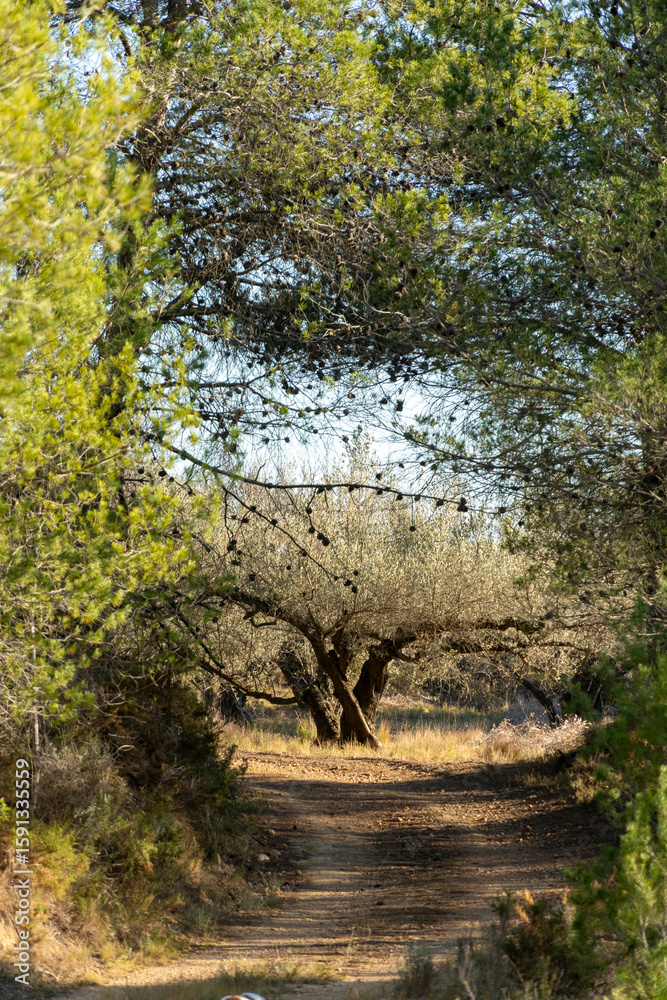 Obraz premium pine tree tunnel with olive tree in the background on a sunny day