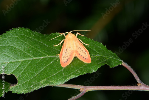Photography Rosen-Flechtenbärchen, Miltochrista miniata