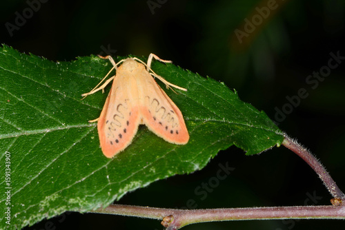 Photography Rosen-Flechtenbärchen, Miltochrista miniata