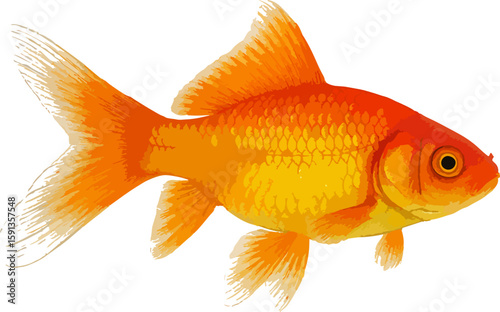 Cyprinus carpio (ikan mas)