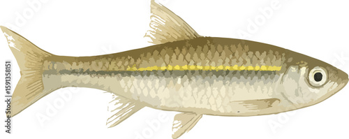 Rasbora lateristriata (ikan wader)
