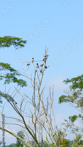 Flock of Birds Perched on Tree Branches Against Blue Sky with White Clouds – Rice Field Pests reflecting both natural beauty and farming challenges in tropical regions