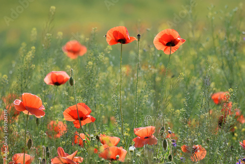 Fototapeta Naklejka Na Ścianę i Meble -  Poppies in the meadows in Ukraine