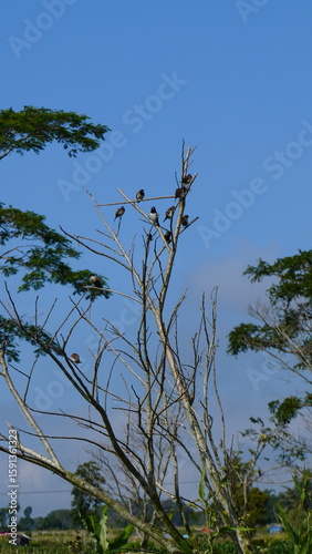 Flock of Birds Perched on Tree Branches Against Blue Sky with White Clouds – Rice Field Pests reflecting both natural beauty and farming challenges in tropical regions