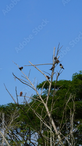 Flock of Birds Perched on Tree Branches Against Blue Sky with White Clouds – Rice Field Pests reflecting both natural beauty and farming challenges in tropical regions