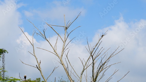 Flock of Birds Perched on Tree Branches Against Blue Sky with White Clouds – Rice Field Pests reflecting both natural beauty and farming challenges in tropical regions