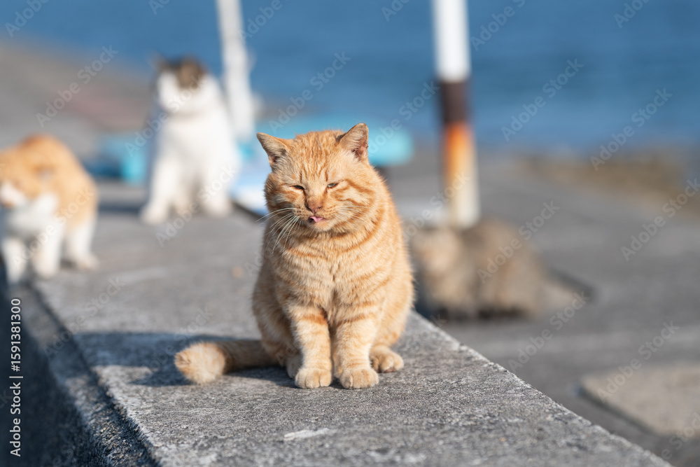 Fototapeta premium 堤防に座る可愛い猫 茶トラ猫