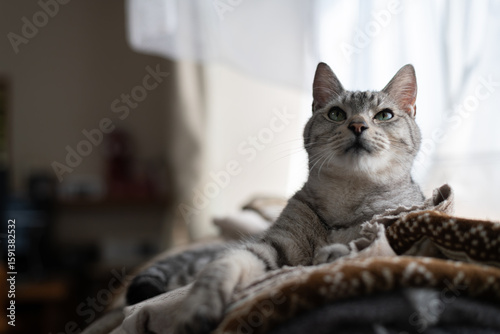 Wallpaper Mural 見つめる可愛い猫　サバトラ猫 Torontodigital.ca