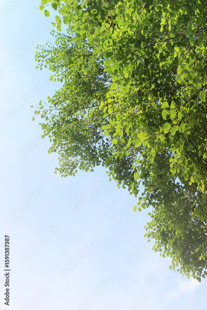 Obraz premium 夏の空と緑 背景素材 縦 爽やか