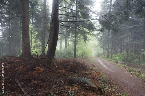 A Rainy Morning in the Słonne Mountains
