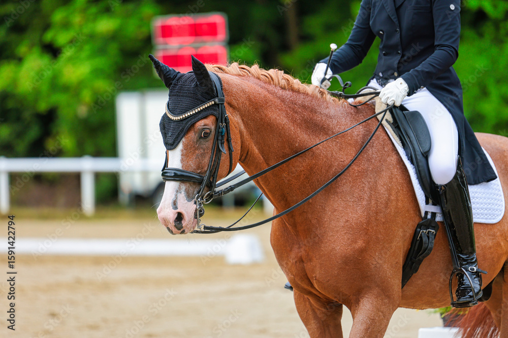 Obraz premium Horse dressage horse in a dressage competition close-ups.