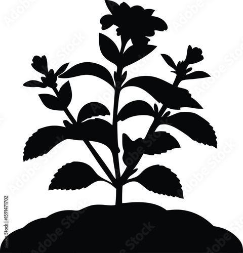 a black and white silhouette of a plant, hyper detailed, botanical illustration, botanical print, woodcut style, photorealistic, sharp focus, high contrast
