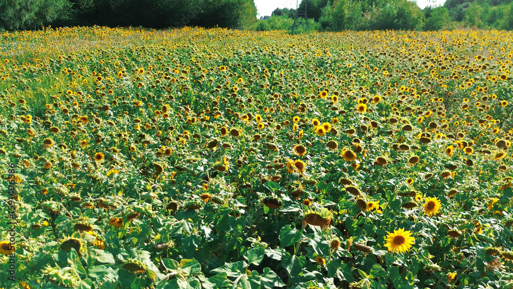 Obraz premium Bright sunflower field stretches towards the horizon on a sunny day
