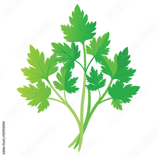 A handful of fresh parsley leaves, a common herb used in cooking and as a garnish, on a clean white background.