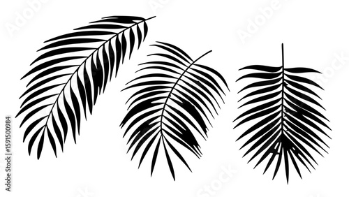 realistic-shadow-overlay-effect--natural-palm-leaf (1).svg