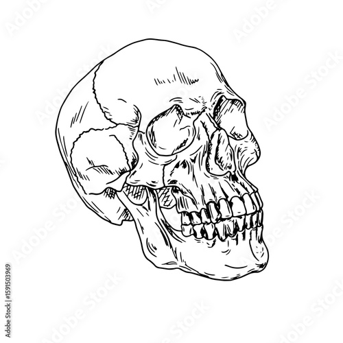A dead man's skull with bony teeth, a black and white sketch. Vector illustration. Zombie head with eye sockets, isolated on a white background. for tattoo, print, invitation, greeting card