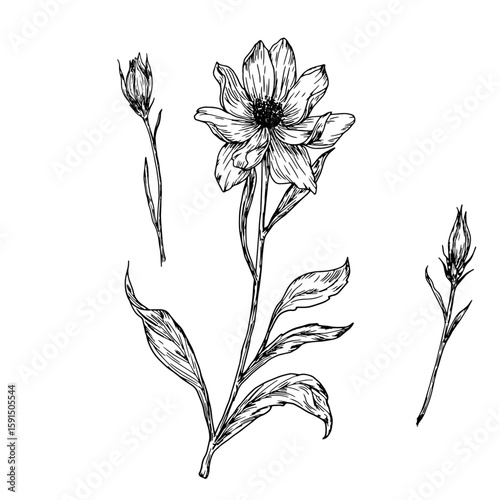 Wildflowers with buds and leaves, set of silhouettes, black and white sketch. Vector illustration.Einacea, wild tulip, meadow flower, isolated on white background. Theme of nature, spring and summer