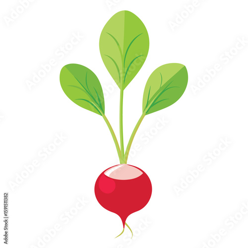 A single fresh radish sprout with a vibrant red root, representing gardening, fresh vegetables, and healthy eating.