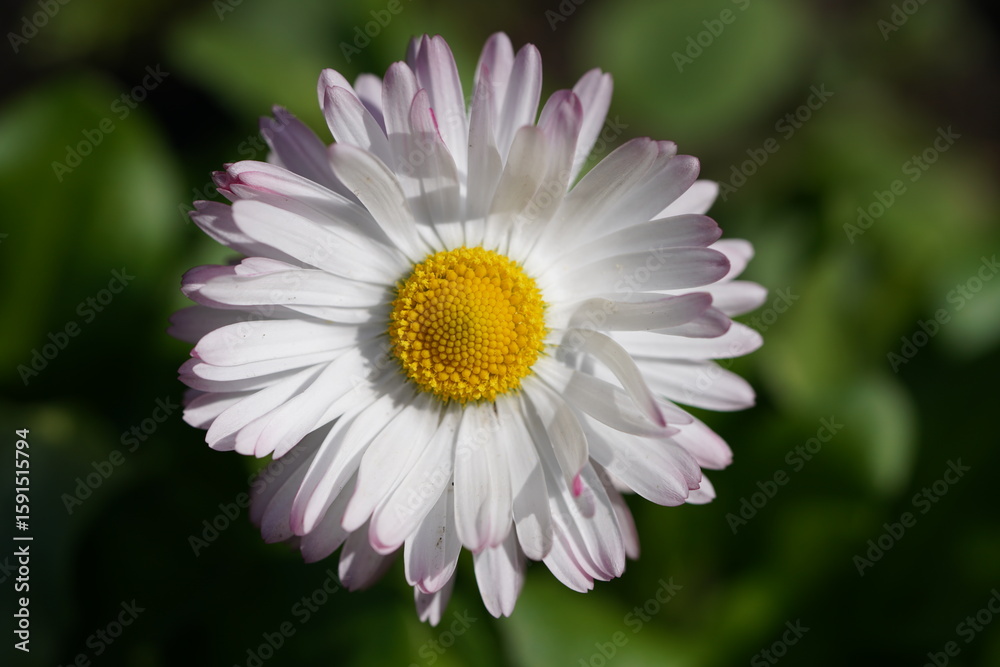 Fototapeta premium daisy flower close up