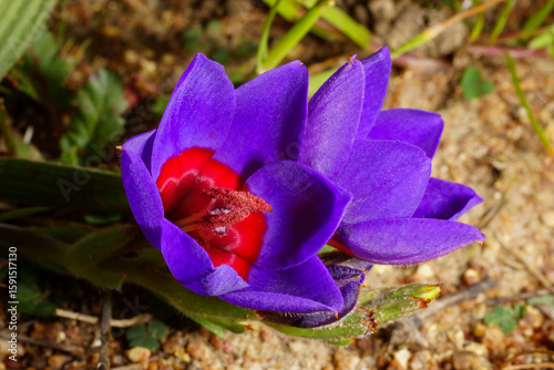 Tableau sur toile Two flowers of the Cocktail Winecup (Geissorhiza eurystigma), in natural habitat