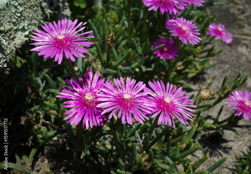 Vibrant Pink Ice Plant Flowers Growing by the Sidewalk