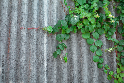 Green Ivy Vines on Grey Corrugated Wall 
