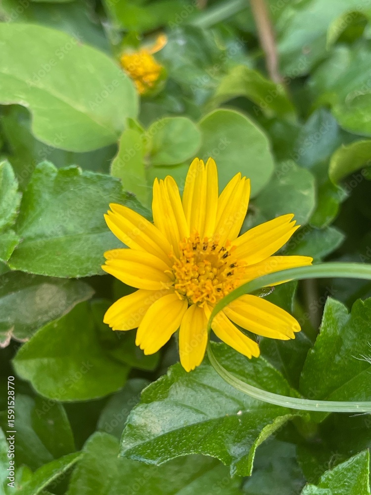 yellow flower in the garden yellow flower in the garden