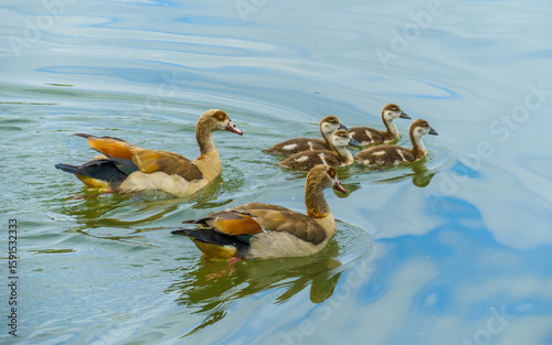 Family of Egyptian geese with four goslings swim on colorful water
