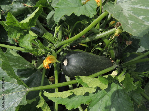 zucchini in the garden