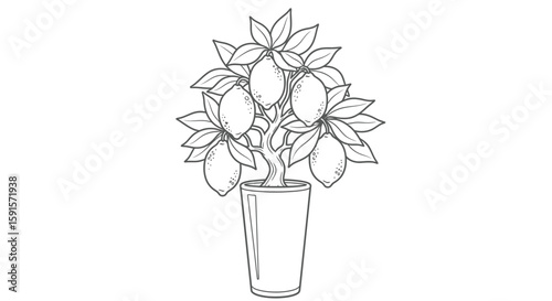 Lemon Bonsai Tree in Tall Pot Adult Coloring Page Detailed Horticultural Art