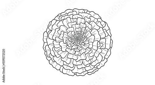 Marigold Bloom with Round Edges Adult Coloring Page Soothing Botanical Art Design