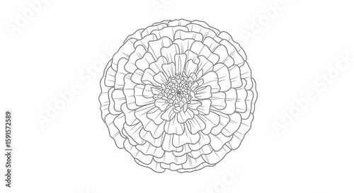 Marigold Bloom with Round Edges Adult Coloring Page Cheerful Floral Design Art