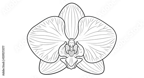 Orchid Flower Simplified Bold Style Adult Coloring Page Modern Botanical Design