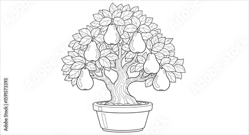 Pear Bonsai Tree with Broad Leaves Adult Coloring Page Botanical Illustration Art