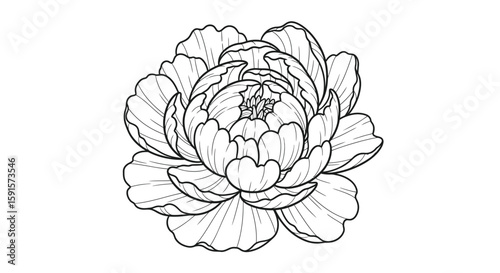 Peony Bloom with Dense Layers Adult Coloring Page Soothing Botanical Art Design