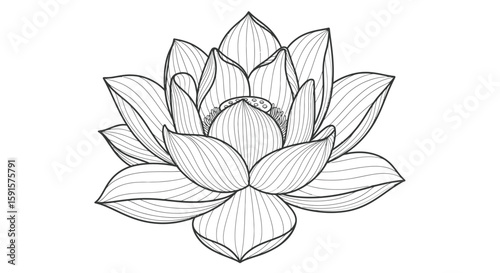 Serene Single Lotus Bloom Wide Petals Adult Coloring Page Spiritual Zen Focus