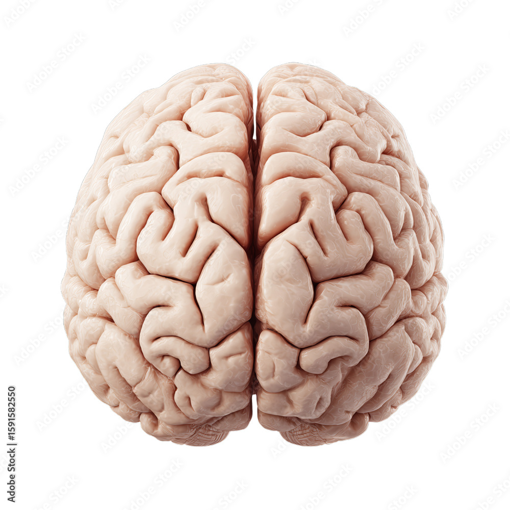 Naklejka premium Human brain icon with hemispheres. Isolated white background. Png format
