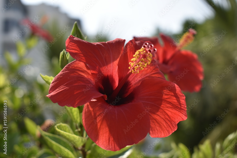 Fototapeta premium close-up red hibiscus flower. Macro photography 