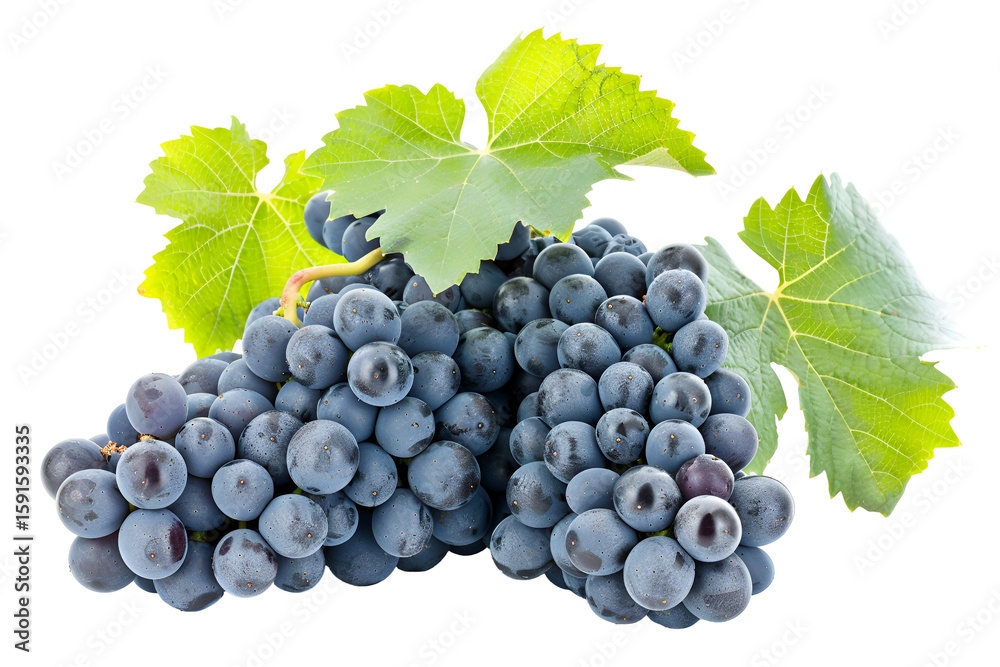 Fototapeta premium Fresh Blue Grapes with Green Leaves Isolated on Black Background