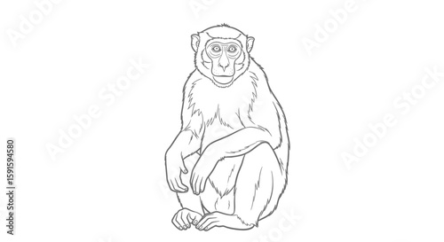 Peaceful Assamese Macaque Sitting Detailed Adult Coloring Page Wildlife Primate Observation