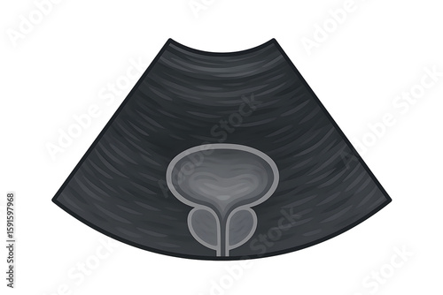 Ultrasound scan of human prostate illustration showing bladder anatomy, medical diagnostic image, urology exam visualization, internal organ system health, sonography concept for education and awarene
