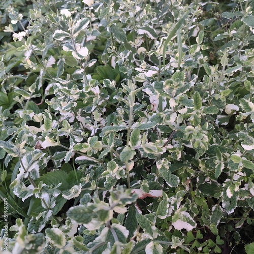 Variegated Plectranthus argentatus Plant with Green and White Leaves in an Outdoor Garden Setting