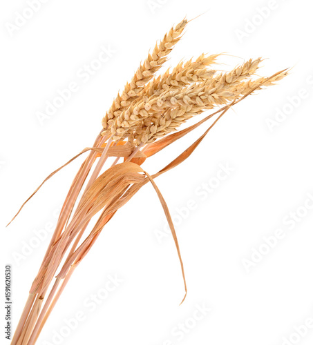 Ears of wheat.
