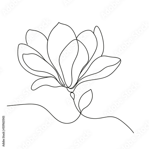 Linear illustration of a camellia flower with delicate petals  